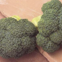 Seed Broccoli Marathon F1 10M 77g Terranova