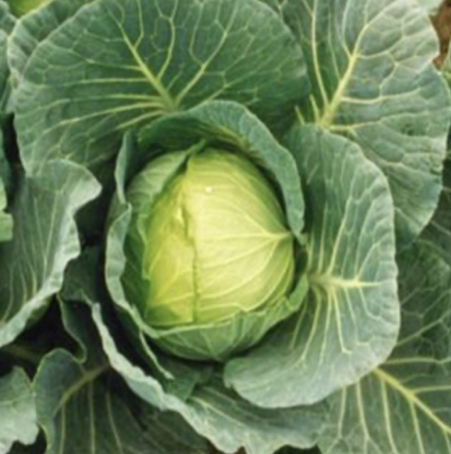 Seed Cabbage Green Coronet F1 10g Terranova