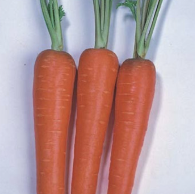 Seed Carrot New Kuroda 100G Terranova