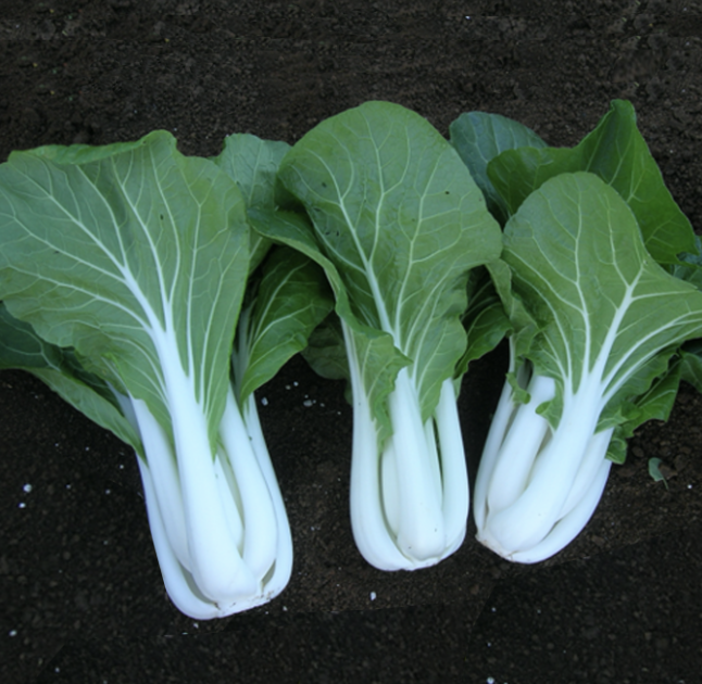Seed Pakchoy White Op 100g Terranova 