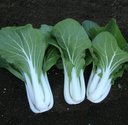 Seed Pakchoy White Op 100g Terranova 