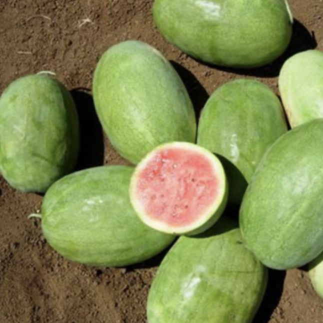 Seed Watermelon Charlestron 805 100g Terranova 