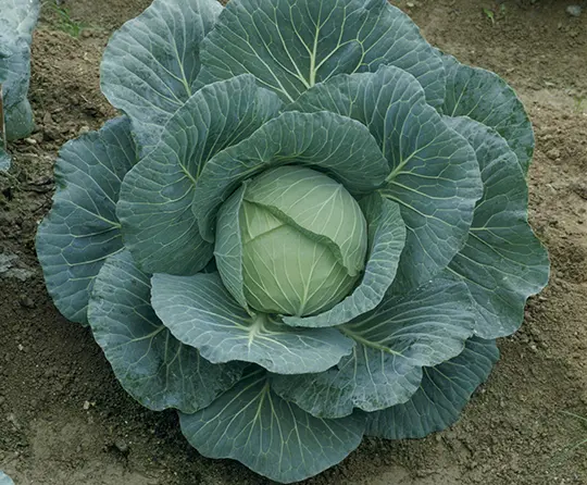 Cabbage Green Coronet F1