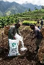 Urea 46% N Granular 50kg