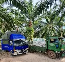 Urea 46% N Granular 50kg