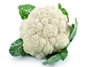 Seed Terranova Cauliflower Sel 174 20grams