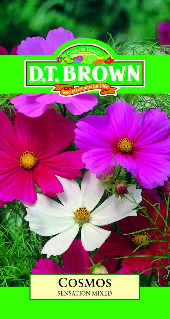 [SD0378]  Seed Mr Fothergill'sl Cosmos Sensation1.4g #498