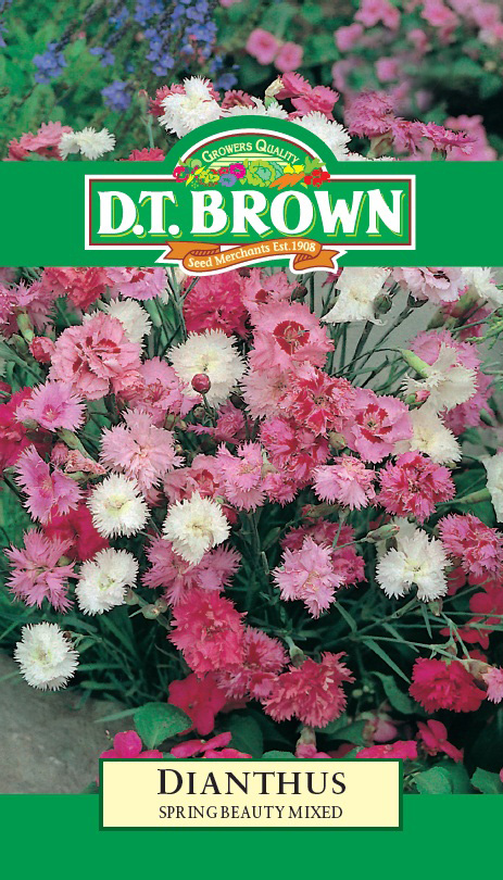 Seed Dianthus Spring Beauty 0.175g MFG155