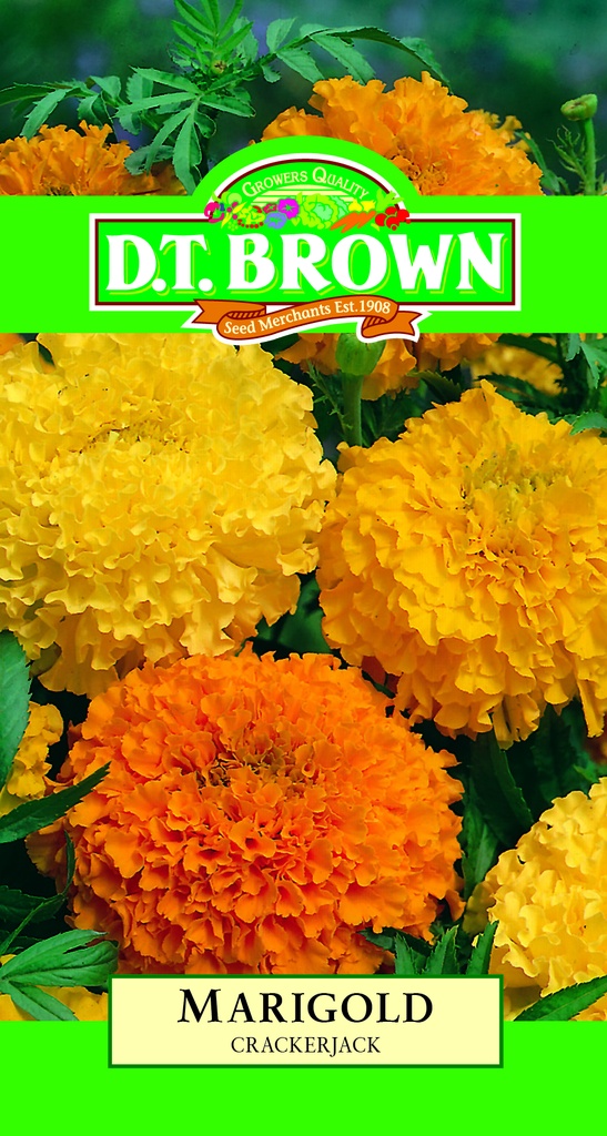 [SD0381]  Seed Mr Fothergill'sl Marigold Crackerjack1.078g #489