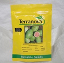  Seed Terranova Watermelon Charlestron 805 100g  