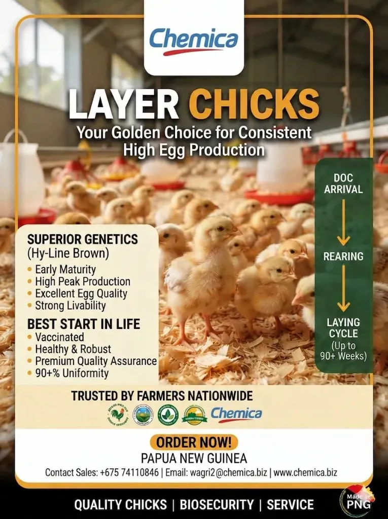 DOC Zenag Layer Chicks