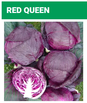 Seed Terranova Cabbage Red Queen 5M SDS