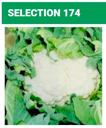 Seed Terranova Cauliflower Sel 174 20grams