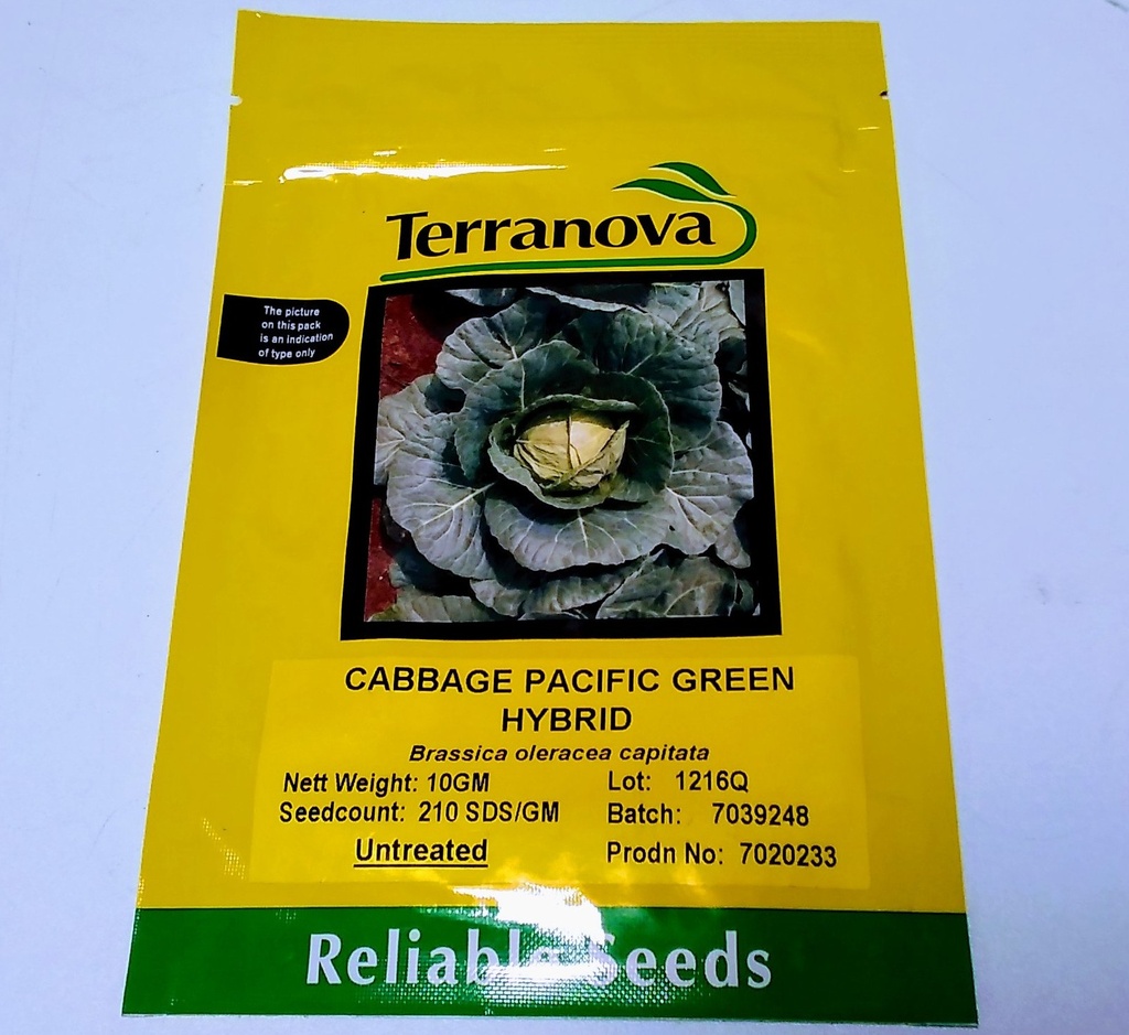 [SD0259] Seed Terranova Cabbage Pacific Green F1 10G 