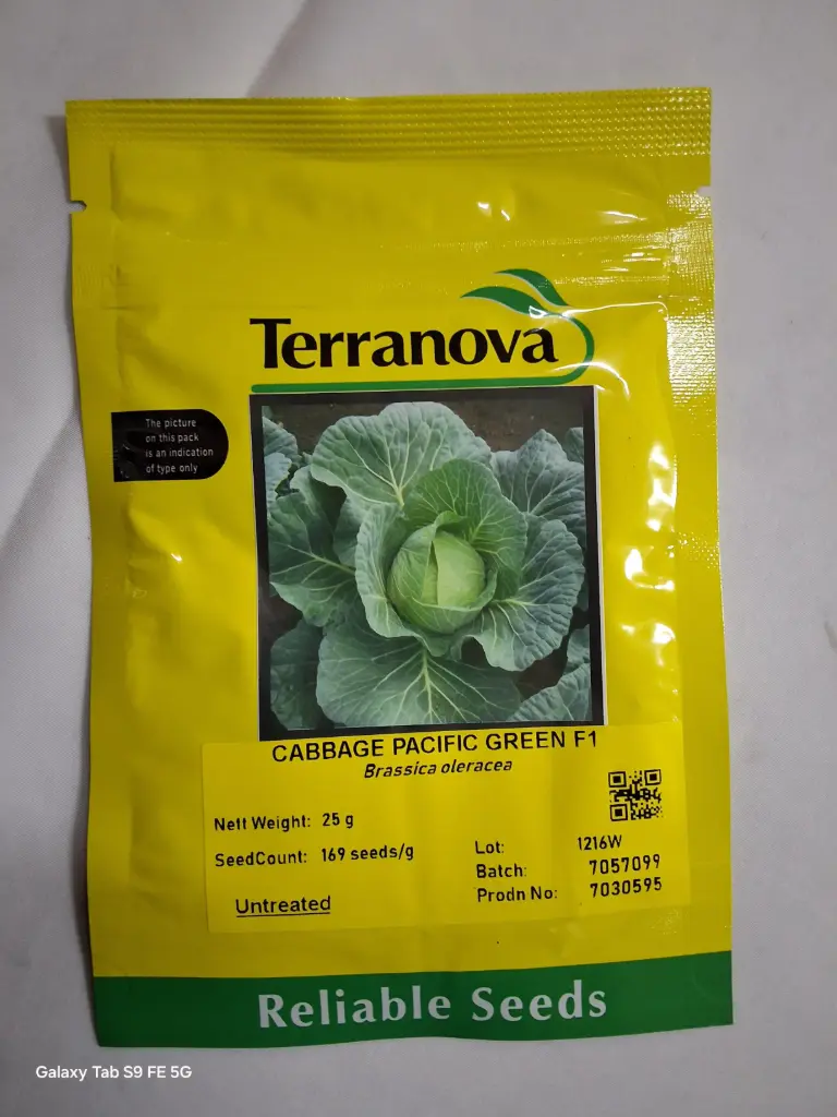 [SD0260] Seed Cabbage Pacific Green F1 25G Terranova