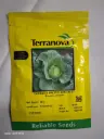Seed Cabbage Pacific Green F1 25G Terranova